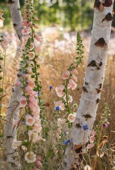 the flowers are blooming in the woods by the birch trees and grass on the ground