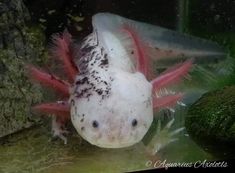 a white and black fish with red tail sitting on top of green algae in an aquarium