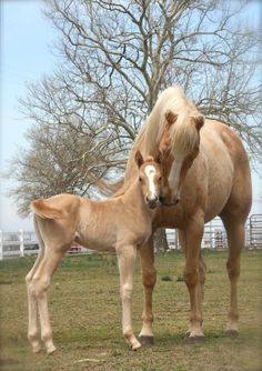 a baby horse standing next to an adult horse