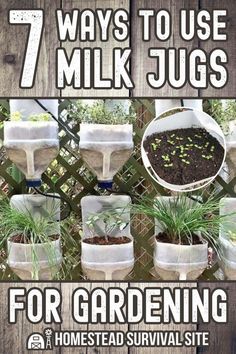 seven ways to use milk jugs for gardening