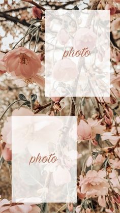 pink flowers with the words photo overlayed in brown and white letters on them