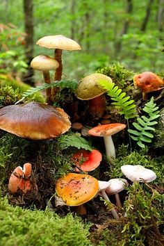 a group of mushrooms sitting on top of a lush green forest