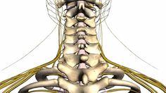 Spine tutorial (1) - Vertebral Column - Anatomy Tutorial 3d Anatomy, Physical Therapy Assistant, Anatomy Lessons, Musculoskeletal System, Anatomy Tutorial, Shiatsu Massage, Medical Studies