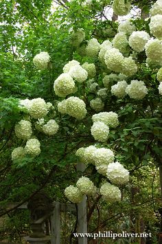 white flowers blooming on the branches of trees