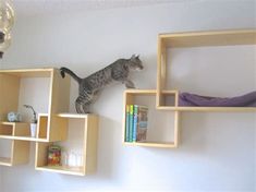 a cat is sitting on top of some bookshelves in a room with white walls