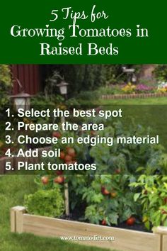 a garden bed with tomatoes growing in it and the text 5 tips for growing tomatoes in raised beds