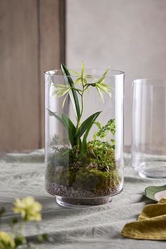 a glass vase filled with plants on top of a table next to two empty glasses