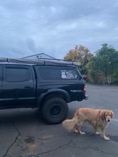 a large brown dog standing next to a black truck