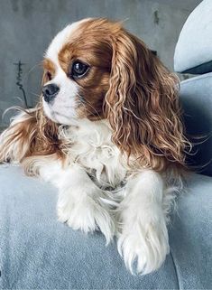 a brown and white dog sitting on top of a blue couch