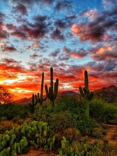 the sun is setting over some cactus plants and mountains in the distance, with clouds above them