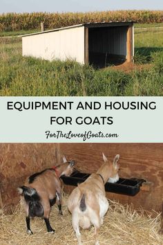 two goats standing in hay with the words equipment and housing for goats on top of them