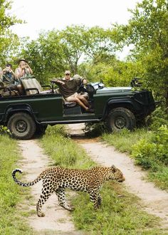 people are riding in the back of an open jeep with a leopard walking next to it