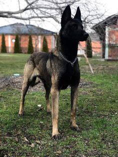 a dog standing on top of a grass covered field next to a tree and building