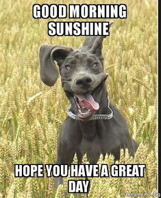 a dog is standing in the middle of a field with its tongue out and it says, good morning sunshine hope you have a great day