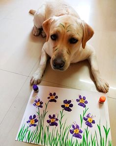 a dog is laying on the floor next to a flowered paper with purple and yellow flowers painted on it