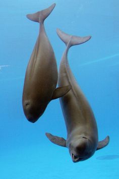 two dolphins swimming in the water together