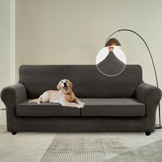 a dog laying on top of a gray couch next to a lamp and floor lamp