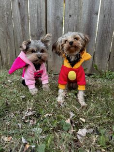 two small dogs dressed in costumes standing next to each other on the grass near a fence