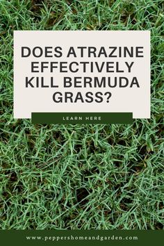 green grass with the words does atrazine effectively kill bernunda grass?