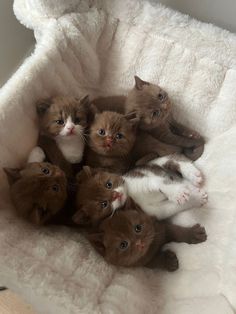 Cinnamon British Shorthair, Chocolate British Shorthair Cats, Brown Ragdoll Kitten, Cinnamon Ragdoll Cat, Unique Kittens, Brown British Shorthair, Cutest Kitten Breeds, Cute Fluffy Cats, Cat British Shorthair