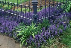 purple flowers are growing in front of a black fence with a light post and street sign