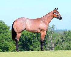 a brown horse standing on top of a lush green field next to trees in the background