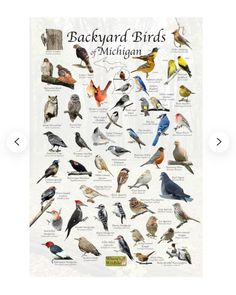 a poster with different kinds of birds on it