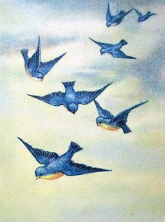 there are many blue birds flying in the sky