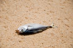 a dead fish laying on the sand with its head in it's mouth and eyes closed