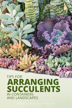 a book cover with succulents and plants in the foreground text reads tips for arranging succulents in containers and landscapes