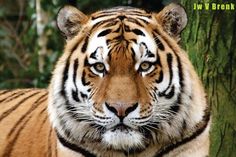 a close up of a tiger near a tree