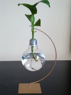 a plant in a light bulb on a table