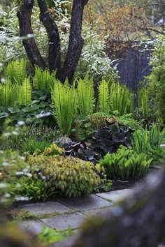 an outdoor garden with lots of plants and trees