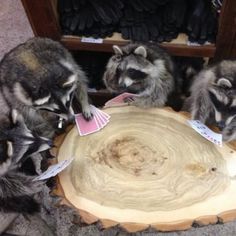 three raccoons playing cards on top of a tree stump in front of a shelf