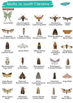 an image of moths in south carolina