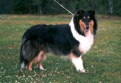 a black and white dog standing on top of a lush green field