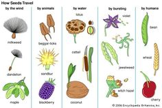 the different types of plants and their seeds are labeled in this diagram, which shows what they