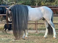 a horse with long hair standing next to another horse