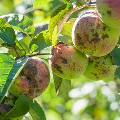 some brown spots on the fruit hanging from a tree