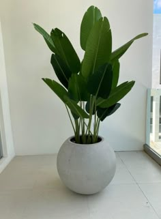 a potted plant sitting on top of a white tiled floor next to a window