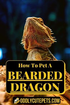 a bearded dragon with the words how to pet a bearded dragon on it's back