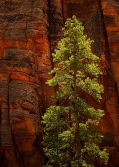 a lone pine tree stands in front of a red rock formation, with green leaves on it