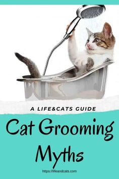 Cat Haircuts, Cat Grooming Styles, Cat Breeding, Cats Grooming, Grooming Hacks, Cat Groomer, Cat Grooming Tools, Kitty Stuff, Healthy Cat