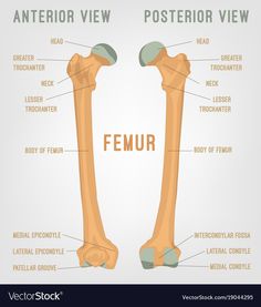 the femur and elbow bones with labels