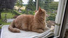 an orange cat sitting on top of a window sill looking out at the yard