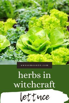 lettuce growing in the garden with text overlay that reads herbs in witchcraft lettuce