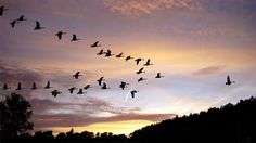 a flock of birds flying in the sky at sunset