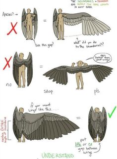 an image of different types of wings and how they are used to make them look like human