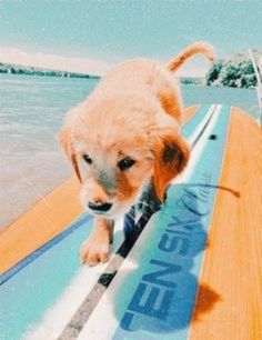 a small dog standing on top of a surfboard in the water with it's paws hanging out