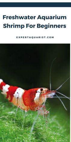 a red and white shrimp on green grass with the title, freshwater aquarium shrimp for beginners